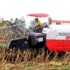 Macam Jenis Mesin Panen Jagung yang Jadi Andalan Petani Modern